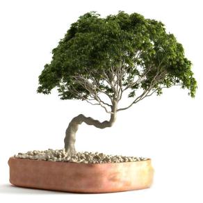 新中式植物盆栽